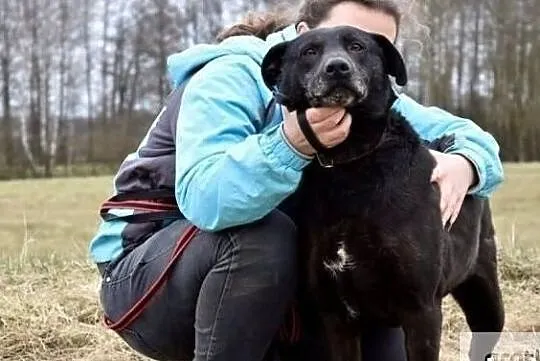 Bandziorek kocha ruch i spacery w towarzystwie człowieka, , Wrocław