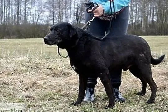 Bandziorek kocha ruch i spacery w towarzystwie człowieka, , Wrocław
