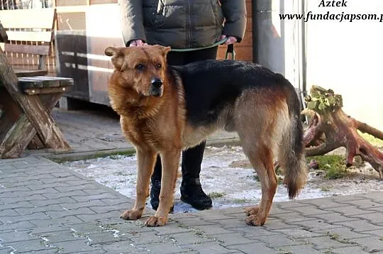 Aztek - duży, owczarkowaty pies, Nowy Dwór Mazowiecki