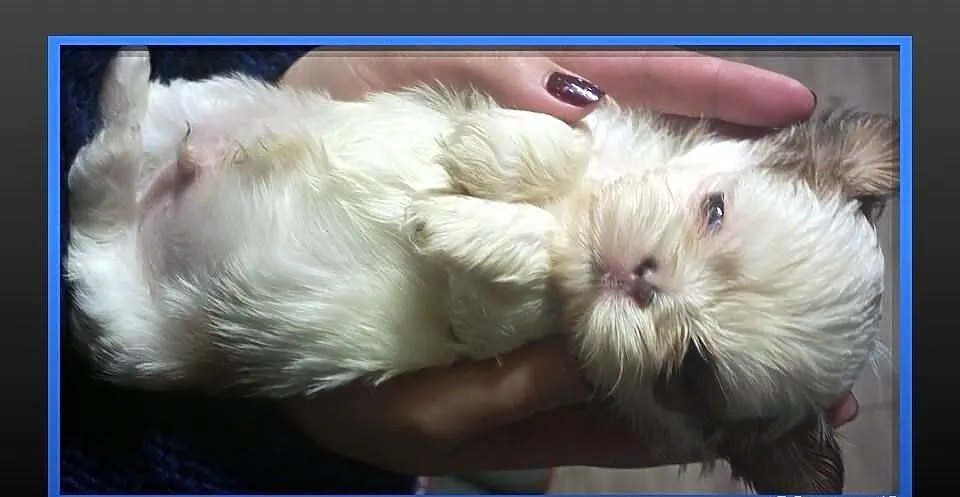 Shih Tzu - piesek na Walentynki