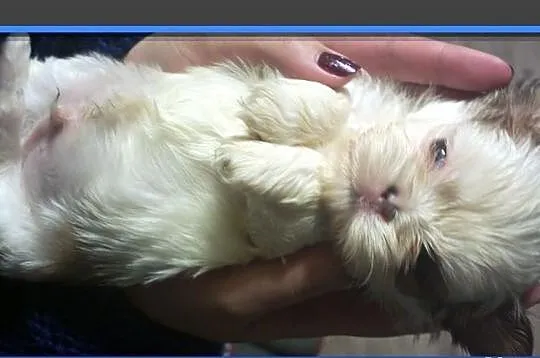 Shih Tzu - piesek na Walentynki