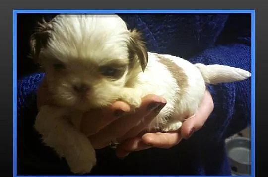Shih Tzu - piesek na Walentynki