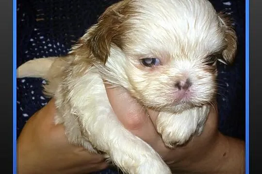 Shih Tzu - piesek na Walentynki