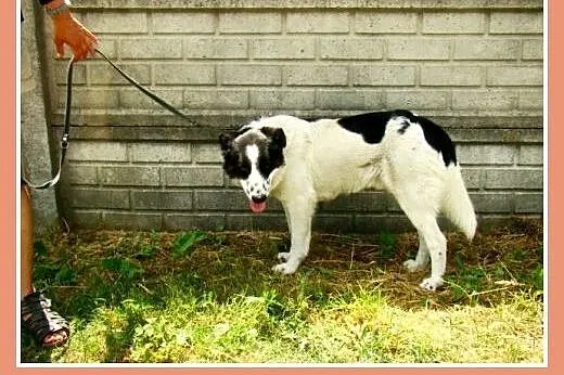 Średni,spokojny,3 letni pies BENEK,w typie border 