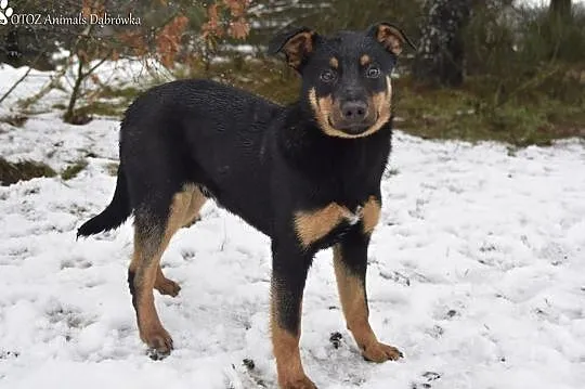 OTOZ Animals Dąbrówka - Mały Bello znów został sam., Pomorskie, Gdańsk