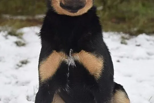 OTOZ Animals Dąbrówka - Mały Bello znów został sam., Pomorskie, Gdańsk