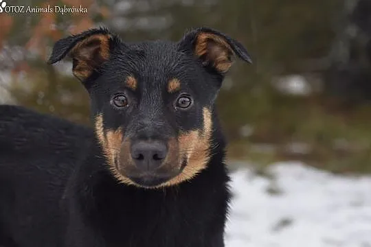 OTOZ Animals Dąbrówka - Mały Bello znów został sam., Pomorskie, Gdańsk