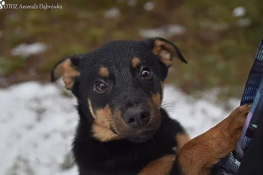 OTOZ Animals Dąbrówka - Mały Bello znów został sam., Pomorskie, Gdańsk