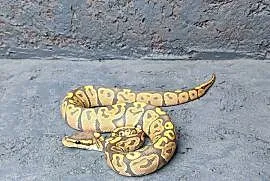Pyton Królewski samica Hypo (Ghost)