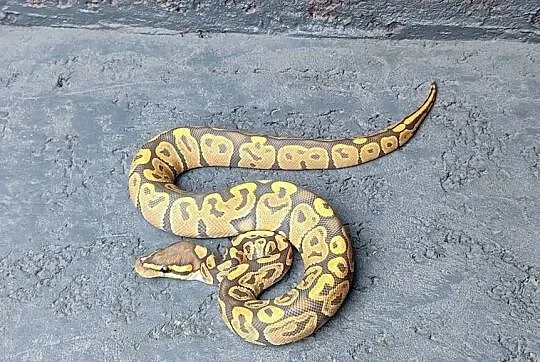 Pyton Królewski samica Hypo (Ghost), Mazowieckie, Gadka
