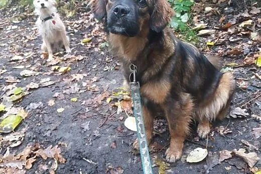 Misia, nakolankowa pieszczoszka, DOMOWA, bezkonfli