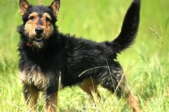 Grom - dobry, duży przyjaciel :), Warmińsko-mazurskie, Olsztyn