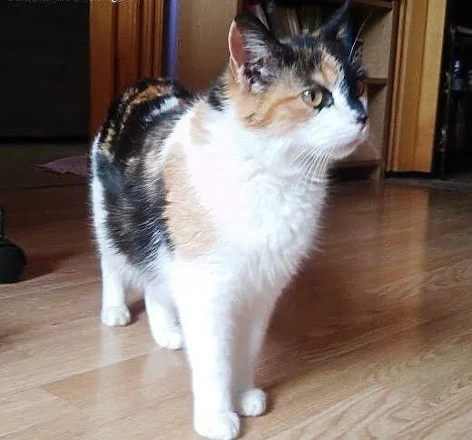 Młoda koteczka do adopcji!! , mazowieckie Warszaw