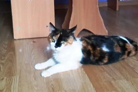 Młoda koteczka do adopcji!! ,  mazowieckie Warszaw