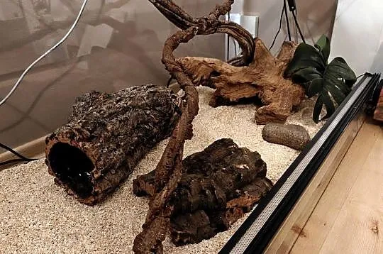 Pyton królewski, pyton regius razem z terrarium 120x60x60, Śląskie, Jastrzębie-Zdrój