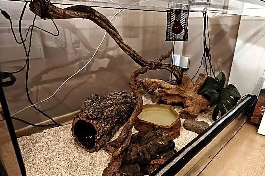 Pyton królewski, pyton regius razem z terrarium 120x60x60, Śląskie, Jastrzębie-Zdrój