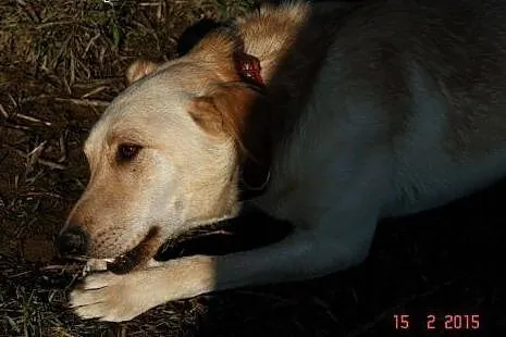 LUMIK - bo mam około roku i nikt mnie nie kocha :(