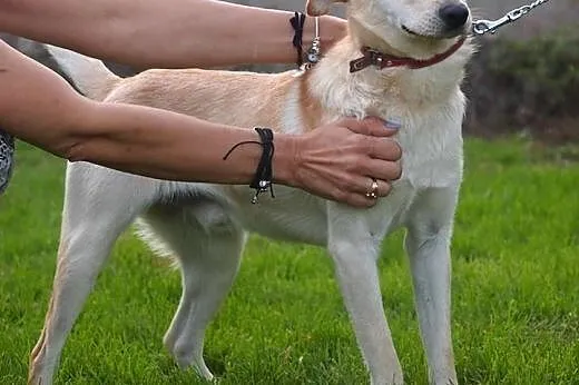 LUMIK - bo mam około roku i nikt mnie nie kocha :(