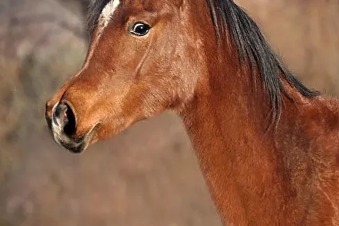 KLACZ KLACZKA ARABSKA CÓRKA ERYKSA