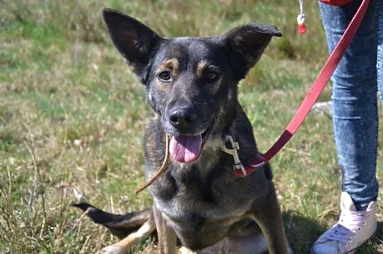 Sonia-cudna, spokojna, delikatna i łagodna niunia DO ADOPCJI