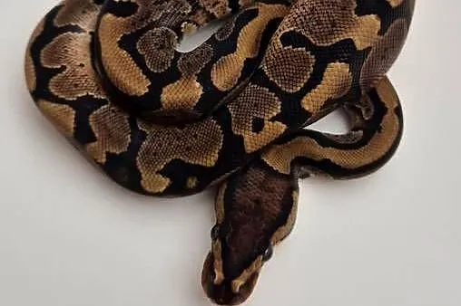Pyton królewski Yellow Belly het. Piebald, Kujawsko-pomorskie, Golub-Dobrzyń