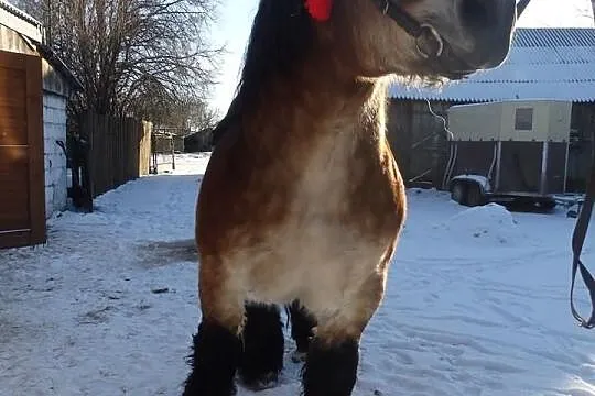 Sprzedam Klacz