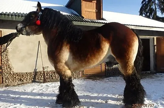 Sprzedam Klacz