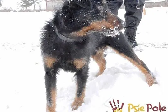 ZORREK-superaśny terierek szuka dobrego domu, adopcja, Małopolskie, Kraków