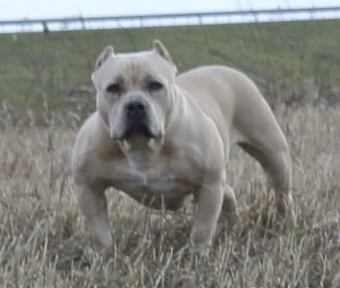 American Bully SZCZENIAKI