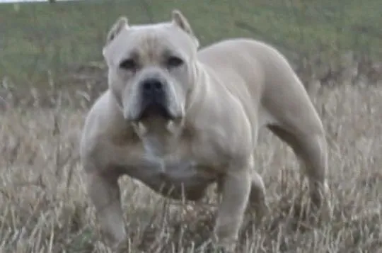 American Bully SZCZENIAKI