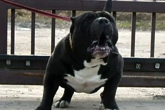 American Bully SZCZENIAKI