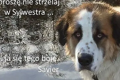 Oddam cudownego psa do domu bez dzieci,  wielkopol
