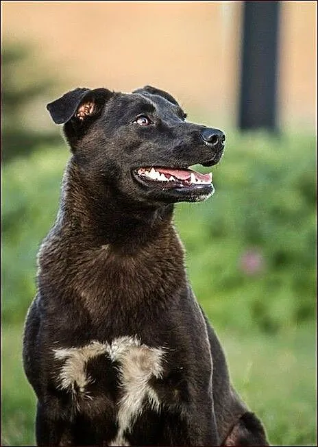 Wilma - suczka idealna :)