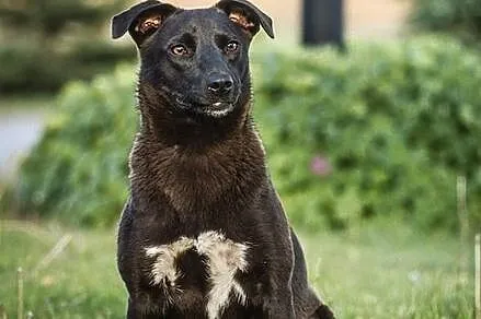 Wilma - suczka idealna :)