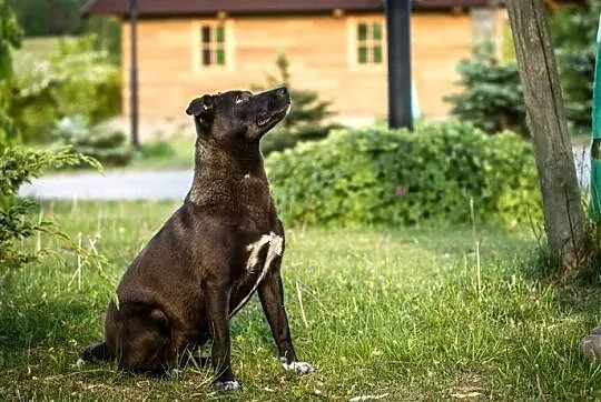 Wilma - suczka idealna :)