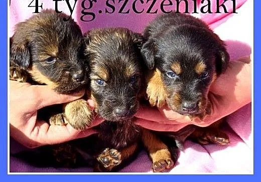 4 tyg.szczeniaki,w schronisku bez mamy,dla doświad