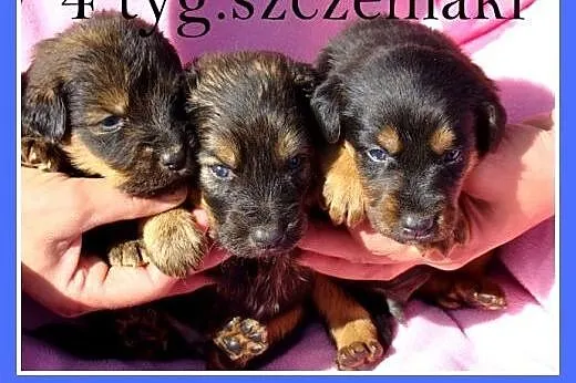 4 tyg.szczeniaki,w schronisku bez mamy,dla doświad