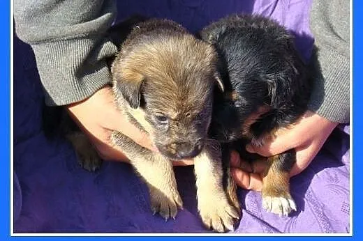 4 tyg.szczeniaki,w schronisku bez mamy,dla doświad