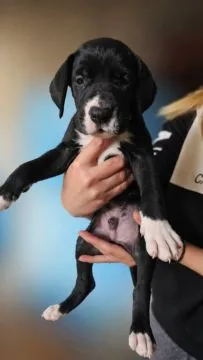 Dog niemiecki piękne zarejestrowane szczenięta na sprzedaż, Mazowieckie, Warszawa