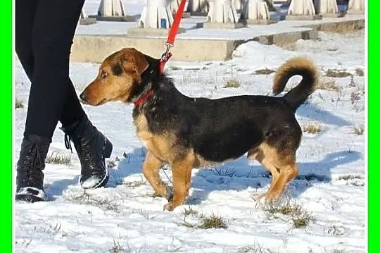Jamnikowato basetowaty KUMPEL,łagodny,sympatyczny_Adopcja_