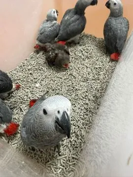 Mówiące papugi żako (samiec i samica) Mówiące papugi żako (samiec i samica), , Subkowskie Pole