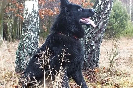 Owczarek niemiecki owczarki niemieckie czarny pies, Włoszczowa