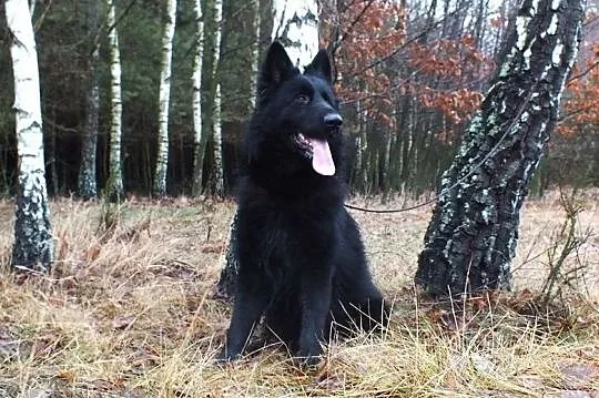 Owczarek niemiecki owczarki niemieckie czarny pies, Włoszczowa
