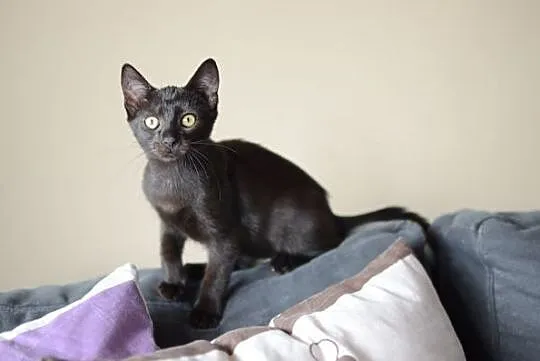 Gucio