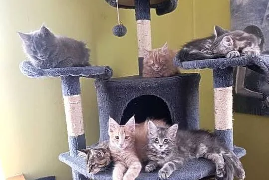 Maine coon