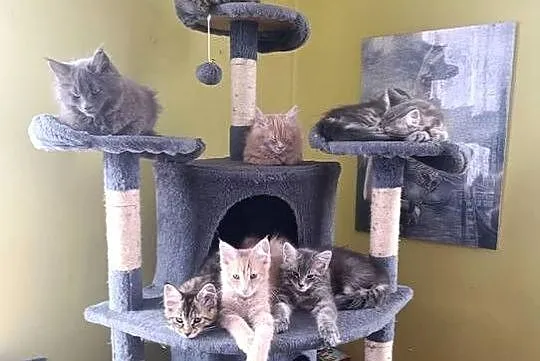 Maine coon, Lubelskie, Krasnystaw
