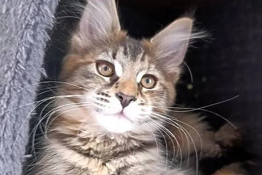 Maine coon, Lubelskie, Krasnystaw