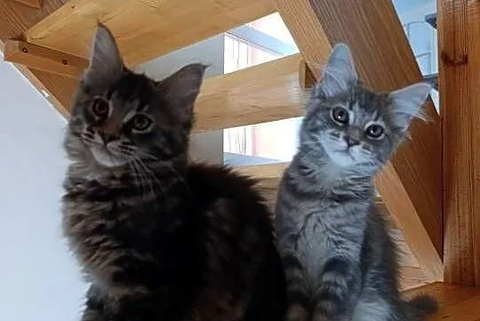 Maine coon, Lubelskie, Krasnystaw