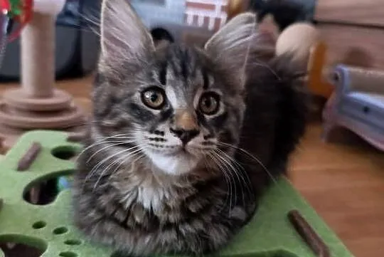 Maine coon, Lubelskie, Krasnystaw