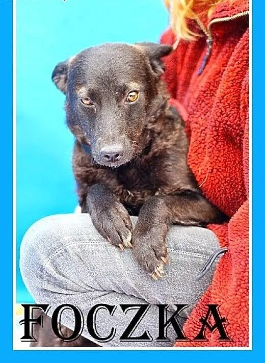 9kg,jamnikowata,delikatna,suczka Foczka Adopcja,